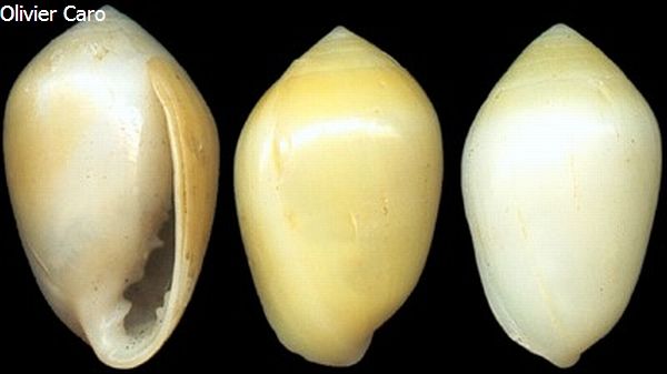 no photo for this shell